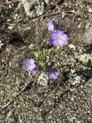 Phacelia linearis