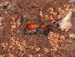 Pseudomethoca propinqua