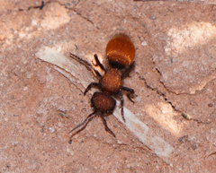 Pseudomethoca propinqua