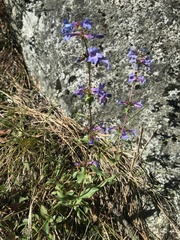 Penstemon pruinosus