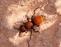 Pseudomethoca propinqua