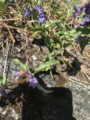 Penstemon pruinosus