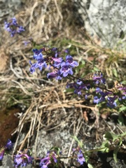 Penstemon pruinosus