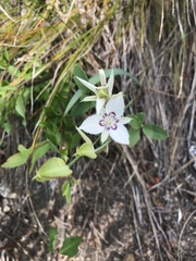 Calochortus lyallii