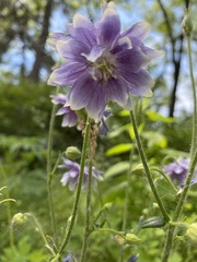 Aquilegia
