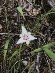 Calochortus lyallii