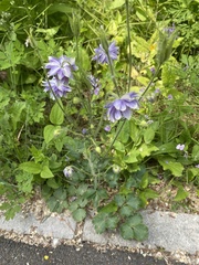 Aquilegia