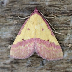 Phytometra rhodarialis