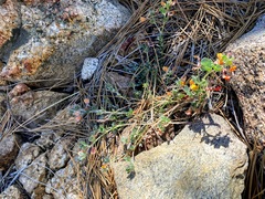 Acmispon argyraeus argyraeus