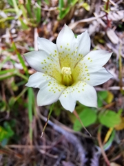 Gentiana flavomaculata