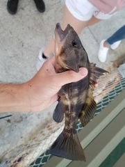 Paralabrax nebulifer