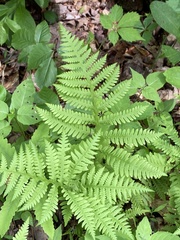 Phegopteris