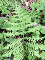 Phegopteris