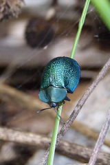 Cyrtonota thalassina