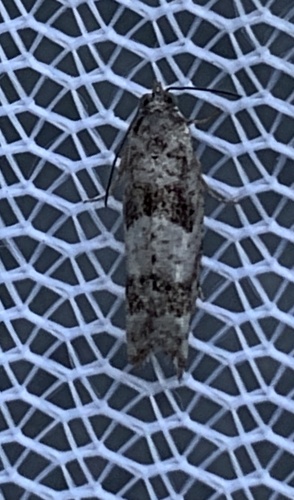 Pseudexentera kalmiana