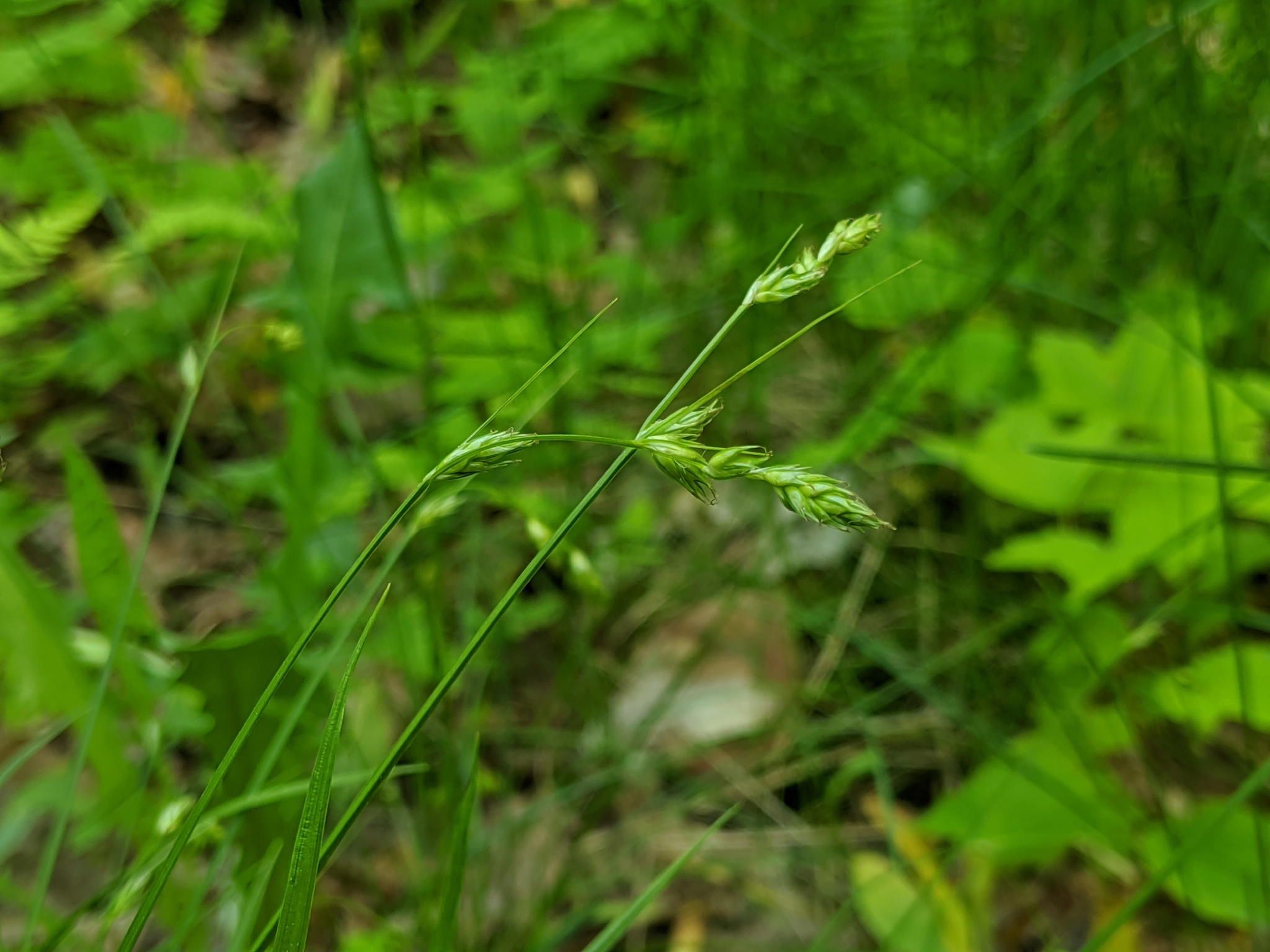 Carex deweyana