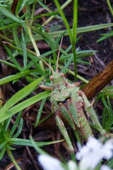 Ommexecha virens