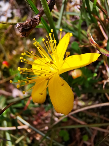 Hypericum nagasawae (Hypericum nagasawae)