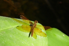 Perithemis icteroptera