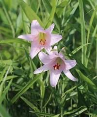 Lilium japonicum