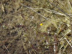Utricularia ochroleuca