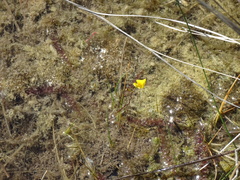 Utricularia ochroleuca