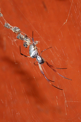 Trichonephila sexpunctata