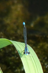Acanthagrion lancea