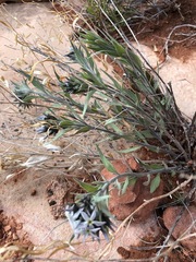 Amsonia tomentosa