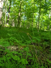 Carex assiniboinensis