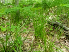 Carex assiniboinensis