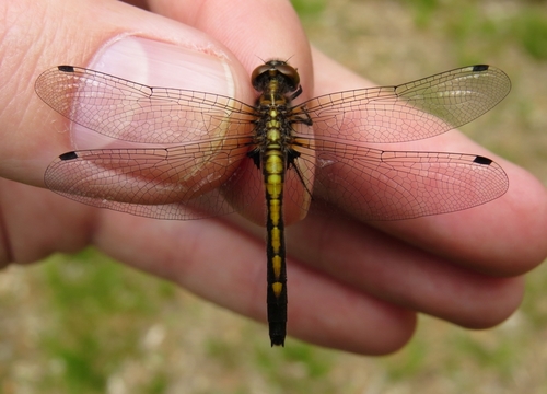 Dot-tailed Whiteface photo 3