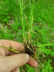 Carex assiniboinensis