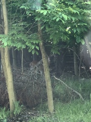 Odocoileus virginianus