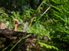 Carex assiniboinensis