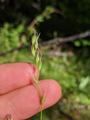 Carex assiniboinensis