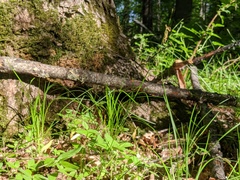 Carex assiniboinensis