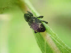 Tyloderma foveolatum