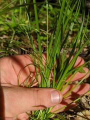 Carex assiniboinensis