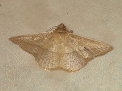 Aglaopus