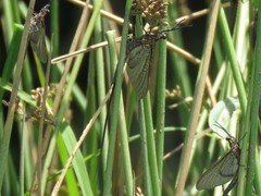 Hexagenia bilineata
