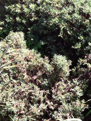 Ericameria ericoides