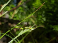 Carex assiniboinensis