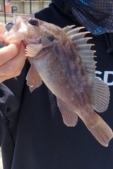 Sebastes auriculatus