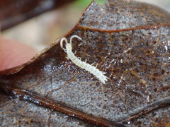 Symphyla