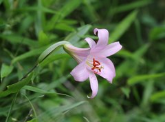 Lilium japonicum
