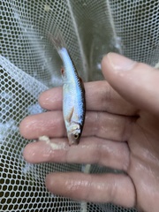 Lythrurus fasciolaris