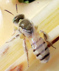 Cockerellia
