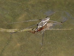 Aquarius conformis