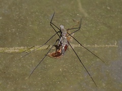Aquarius conformis